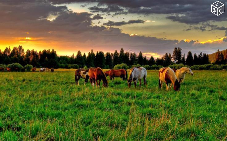 Magnifique terrain pour chevaux 23 ares plein sud