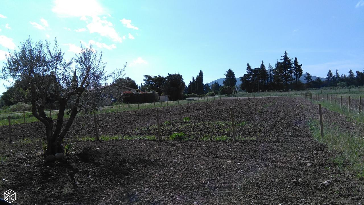 Jardin potager