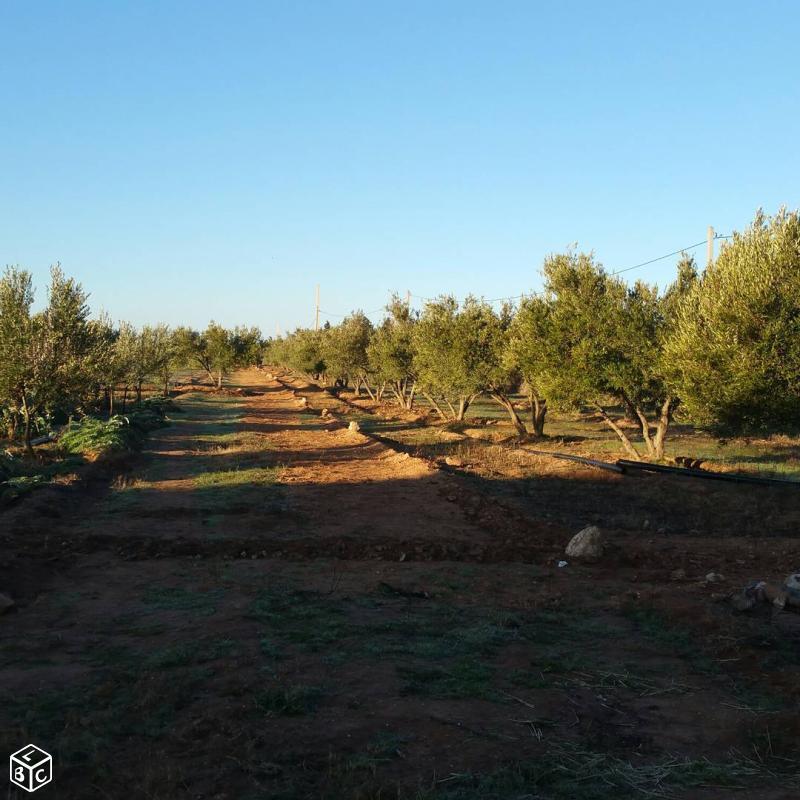 Propriété 11 hectares située à Oujda au Maroc