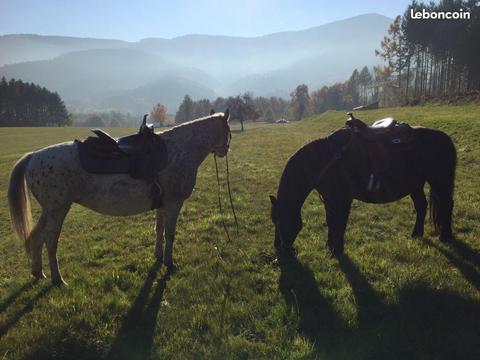 Particulier cherche pré pour chevaux , terrains