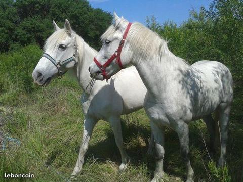 Maison avec terrain chevaux près de auch